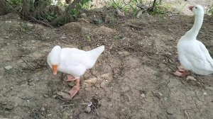 ГУСИ НА БАЗЕ ОТДЫХА "ФОРТУНА" ГОРЯЧИЙ КЛЮЧ