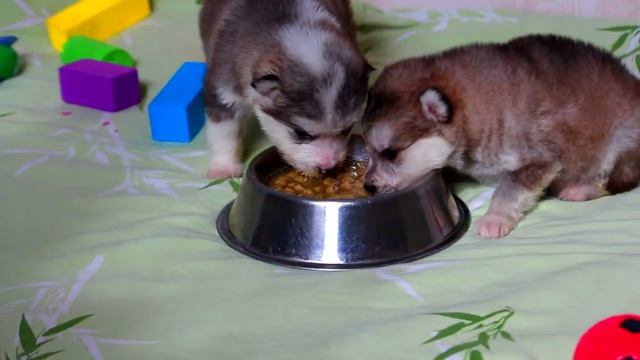 Маламутики Лизы 3 недельки