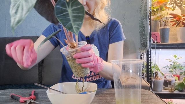 Пересадка алоказий: Серебряный и Розовые драконы смотреть онлайн