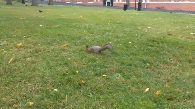 Тактическая белка в Царицыно смотреть онлайн