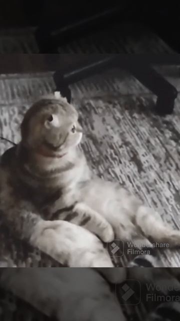 это видео для тех людей кто не верит то что у меня есть кот смотреть онлайн