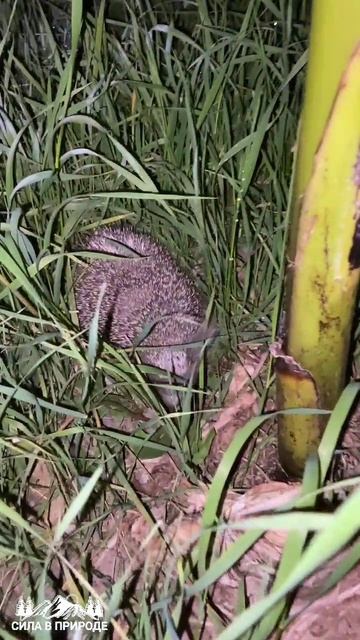 Видео ЕЖИК 📷 смотреть онлайн