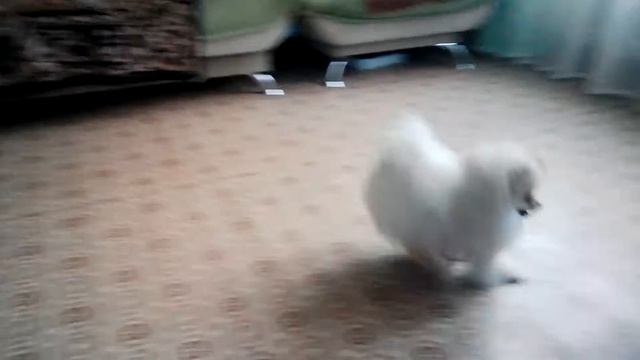 Ми-мишутка.