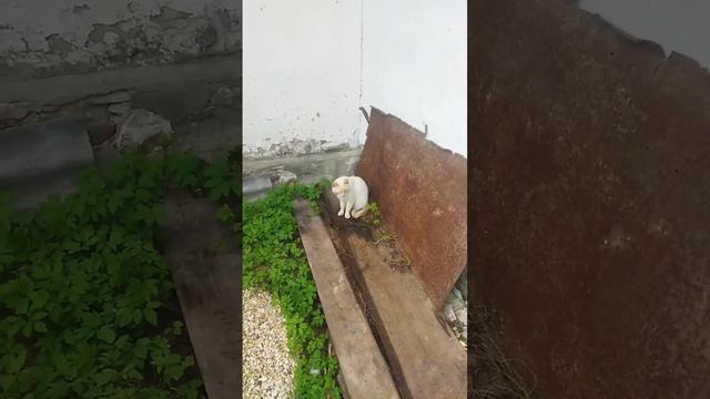 Новая кличка для нового котика. Снежок стал Пушок.