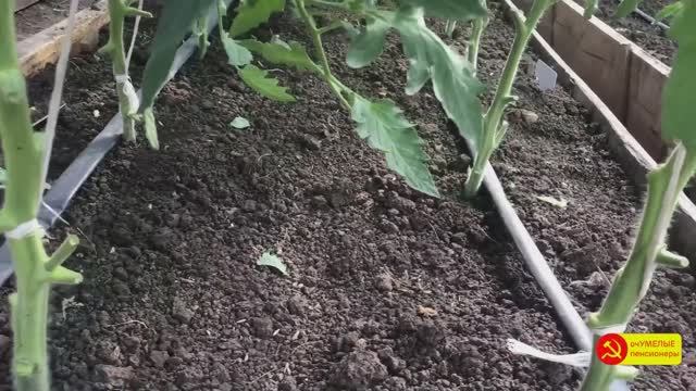 Обрезка НИЖНИХ ЛИСТЬЕВ ТОМАТОВ и подкормка органическим удобрением.