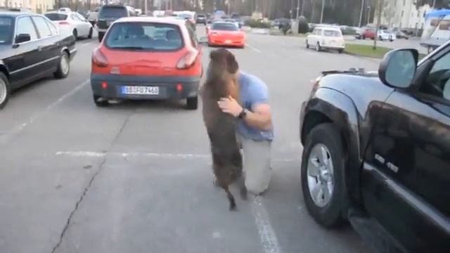 Собачья радость