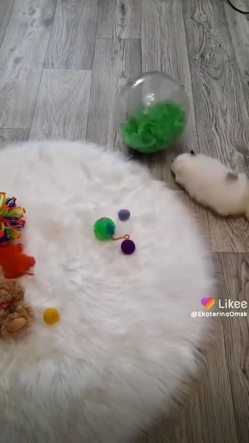 Мишка шпиц💥😍🥰