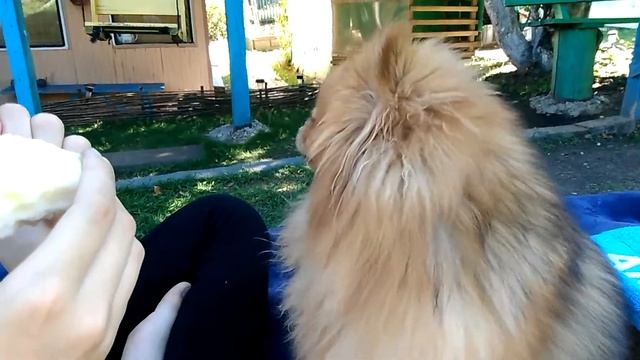 Вегетарианский шпиц 2.