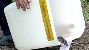 Мышеловки и умная мышка