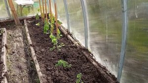 Вести из сада 19.05.24. Высаживаем томаты в теплицу.