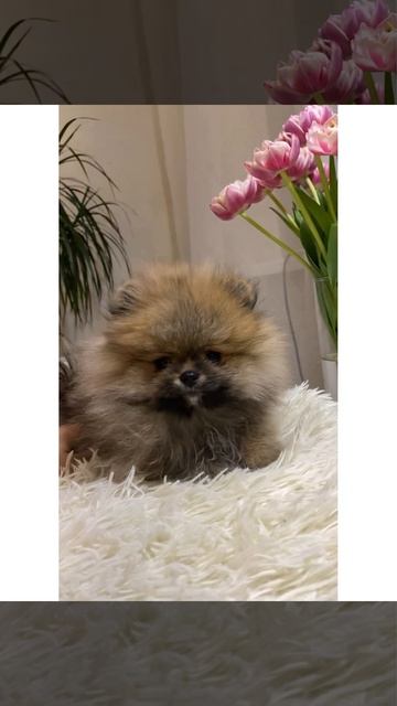 Невозможно оторвать глаз#shorts#dog#шпиц#померанский#мини#рекомендации#комментарии#заводчики