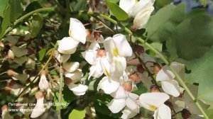 Спасаем черешню от вишневой мухи