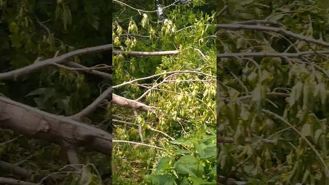 пасека ,роение и заготовка дров смотреть онлайн