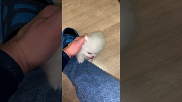Встречает Снежка ❄️ Наш любимый 😍  щенок шпица 🐶