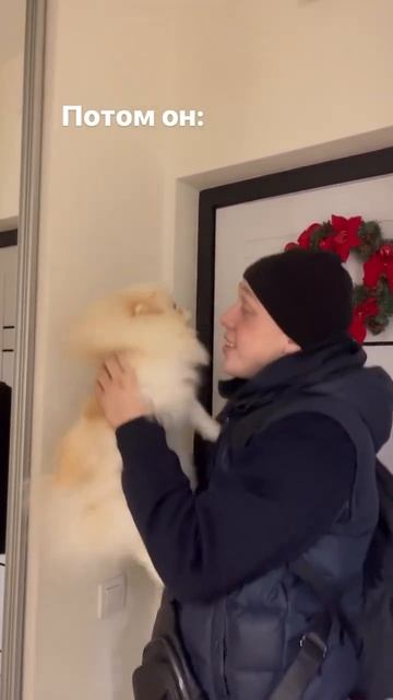 #шпиц #померанскийшпиц #собака #смешноевидео #новосибирск #pomeranian смотреть онлайн