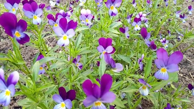 Весеннее утро смотреть онлайн