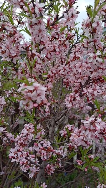 КАК УДИВИТЕЛЬНА ВЕСНА ,,,,НАСТРОЕНИЕ НА 100 ПРОЦЕНТОВ смотреть онлайн