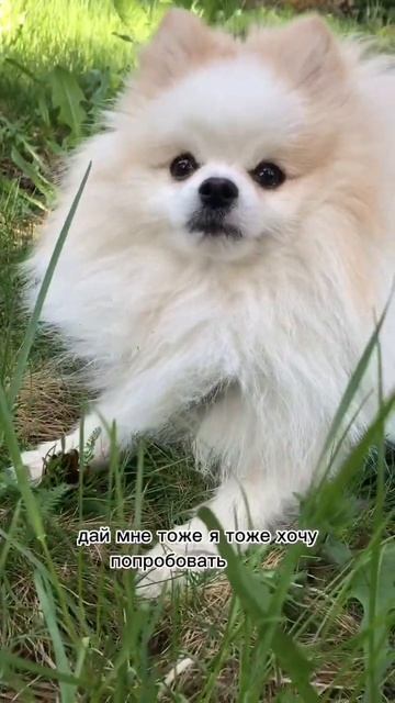 Жадина #бонди #пушистыйдруг #собака #шпиц #щенок #мем #пес #померанец #мило #комикс смотреть онлайн