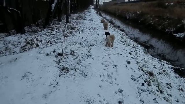 31 декабря 2017года - первый снег для Умки :)