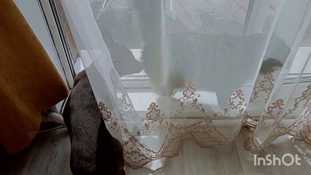 щенок вельш корги кардиган триколор на продажу