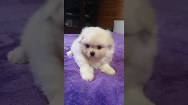 Померанский белоснежный мальчик. 5 недель смотреть онлайн