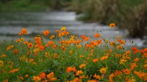 75-летний дед на похоронах внучки наклонился к гробу по