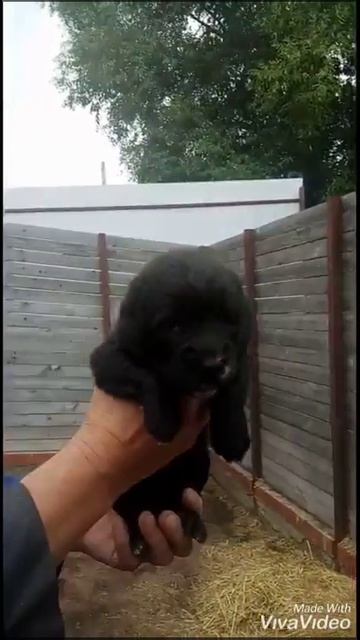 Продажа! Орхидея. Щенок среднеазиатской овчарки из питомника Казан Йолдыз