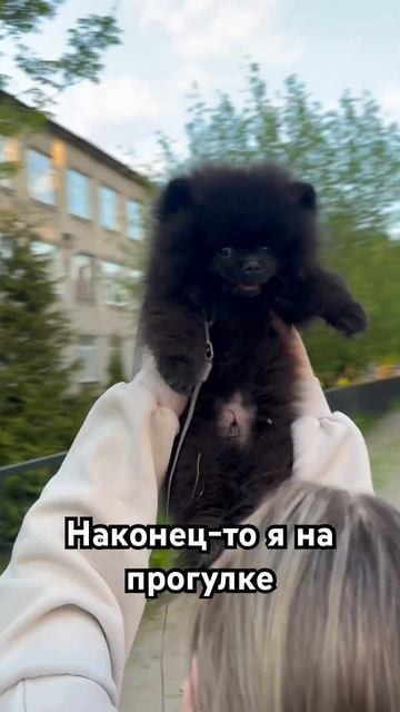 Испугались бы такого зверя на улице? 🙈 #шпиц #шортс #щенок #3месяца