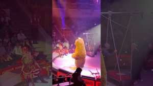 большой медведь танцует шоу Гии Эрадзе Бурлеск кислов