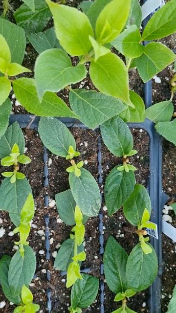 гортензии цветут прямо в череночнике#черенкованиегор