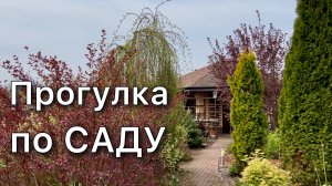 Обзор растений с названиями. Редкие хвойные. Цветущие многолетники. Газон. Работы в саду