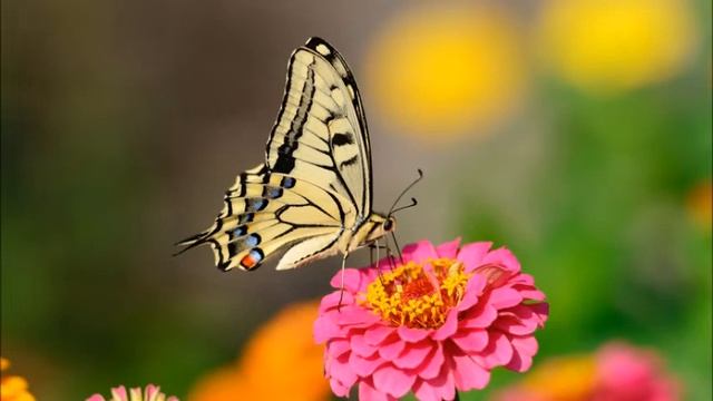 Нам Христос велел молиться смотреть онлайн