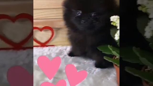 Щенки шпица померанцы Девочки и мальчики 45т смотреть онлайн