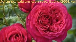 Заказала себе 60 сортовых роз на апрель 2022 г/Питомник розы вдохновения/