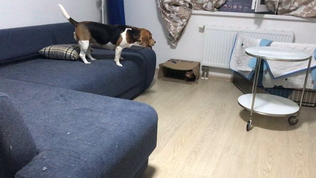 Кэндюха играется с Рысей. Ну и Дэнди присоединяется.