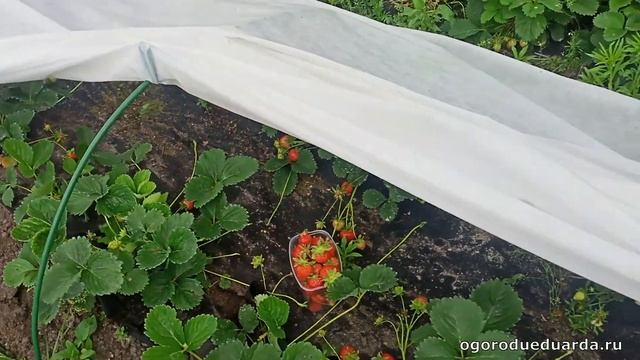 Как спасти ягоду клубники от дроздов