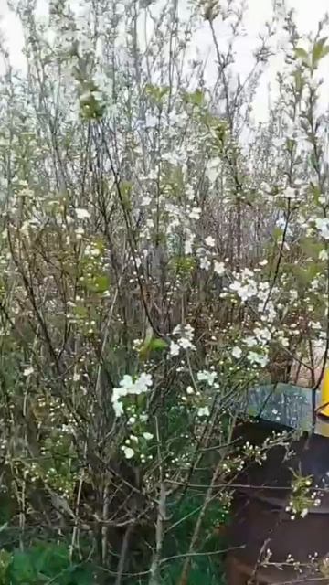 мама / огород/2025 смотреть онлайн