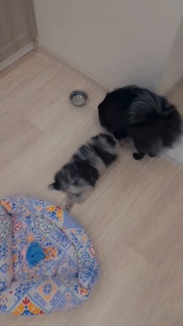 21.03.22 доброе утро 🌄  #шпиц #шпицуля #шпицы #шпицмишка #померанскийшпиц #панда