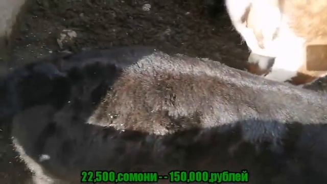 Ана Гови ширдех дар Молбозори Душанбе, أسعار أبقار الألبان في طاجيكستان, Prices For Dairy Cows