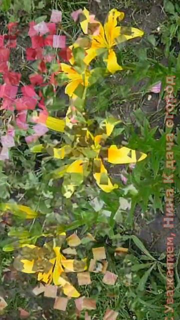 Отличный способ размножения Лилий чешуйками ! Лилий будем просто море #shorts смотреть онлайн