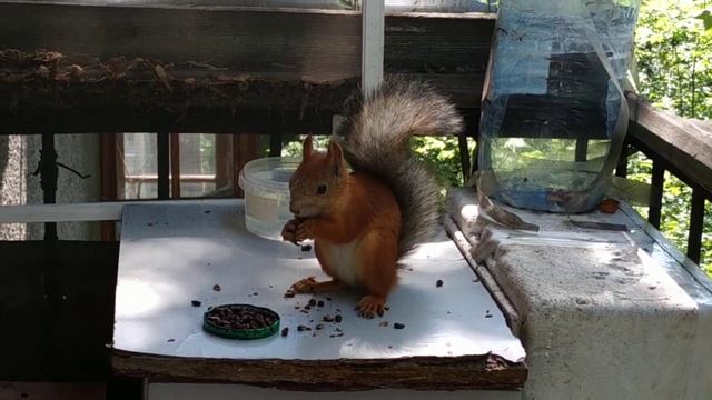 Бэлл поел и цокает#nature#animals#squirrel#белка#животные смотреть онлайн