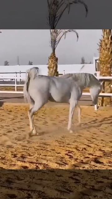 Красивая белая Арабская лошадь