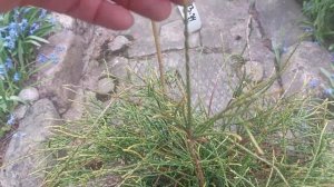 ТУЯ ФИЛИФОРМИС- Filiformis