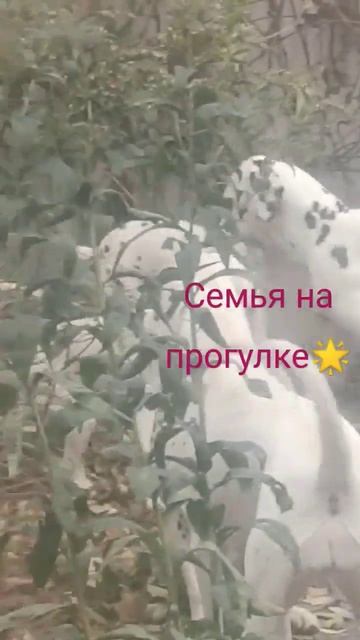 #щенкиспитомника #щенки #купитьщенка #далматин
