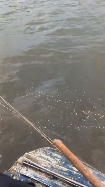 подкормка пшеницей 1 июня 2024г💪 смотреть онлайн