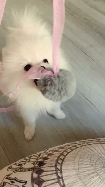 Просто моя Микрио💗🎀🐾 #шпиц #puppy #animal #dog #щенок #померанскийщпиц #funny #любовь смотреть онлайн
