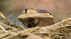 Зачем бобры возводят плотины и как шершни изобрели бумагу? Великие строители дикой природы