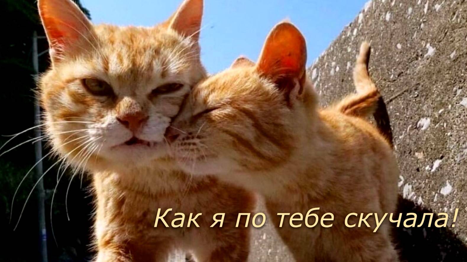 РАЗ — котенок самый белый, ДВА — котенок самый смелый смотреть онлайн