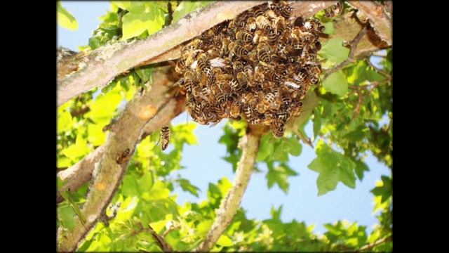 рецепты с медом