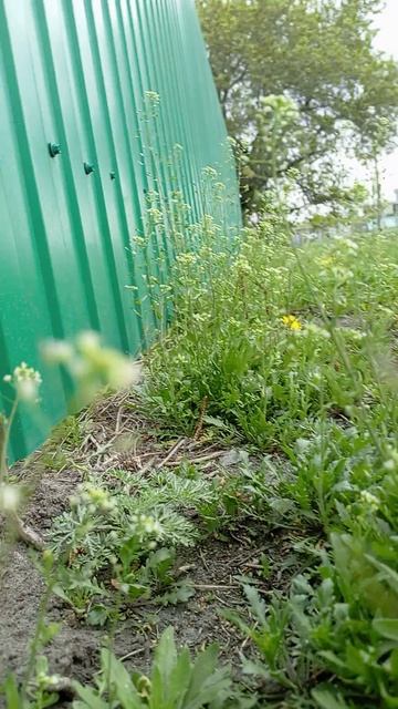 НА УЛИЦЕ ЗЕЛЕНО,,,,НА ДУШЕ ПРАЗДНИК смотреть онлайн